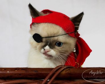 Sir Stuffington, A Cute Pirate And A Survivor