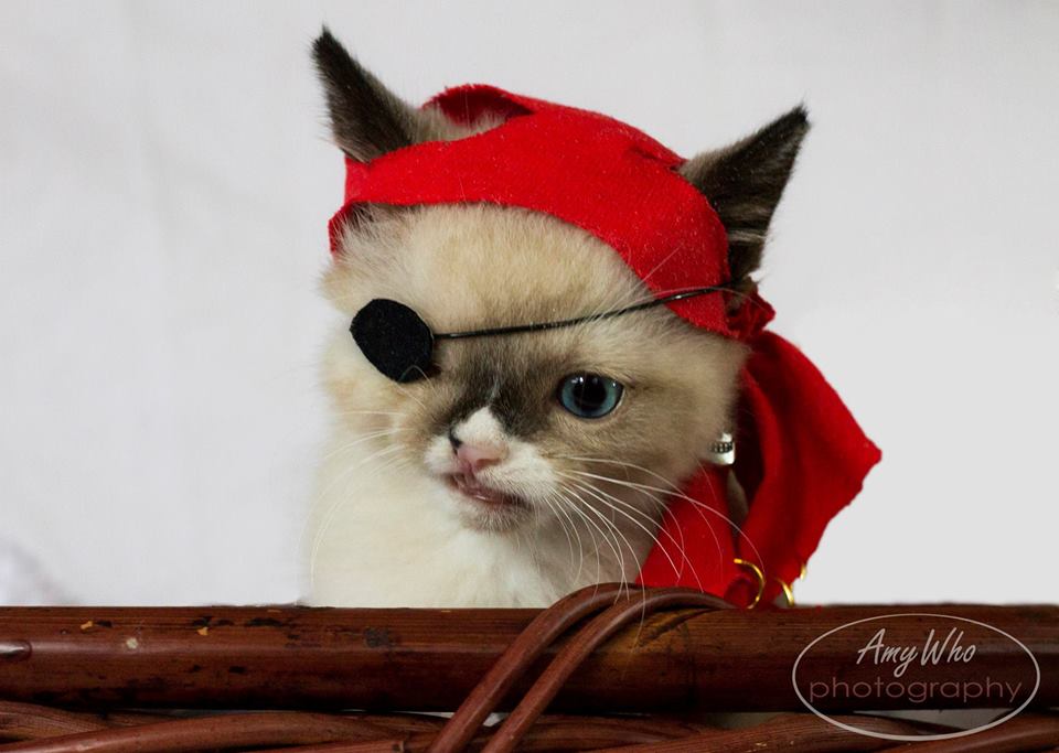 Sir Stuffington, A Cute Pirate And A Survivor