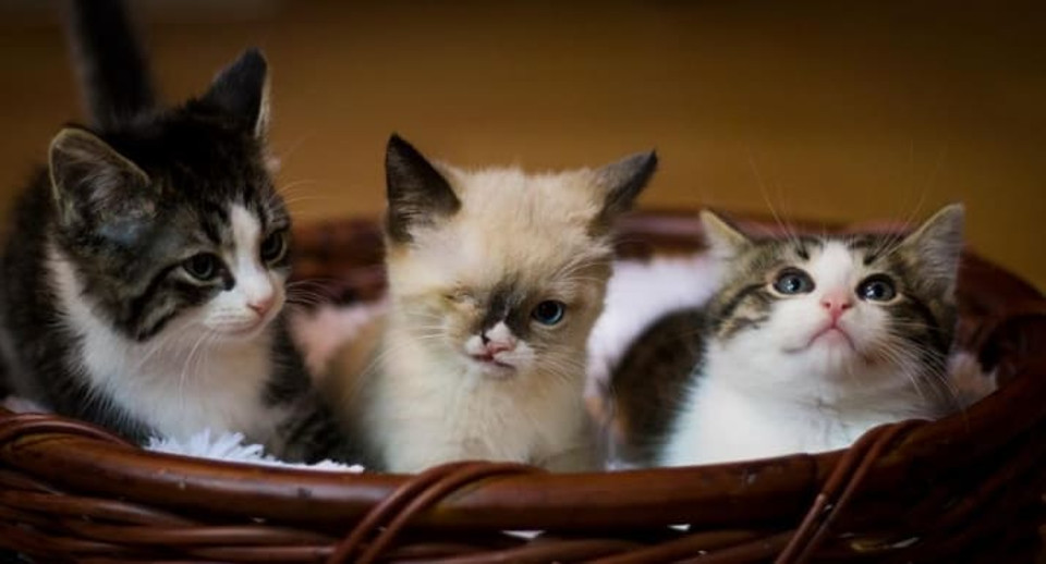 Three kittens rescued