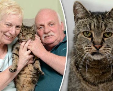 World’s Oldest Cat Nutmeg Dies After 144 Cat Years