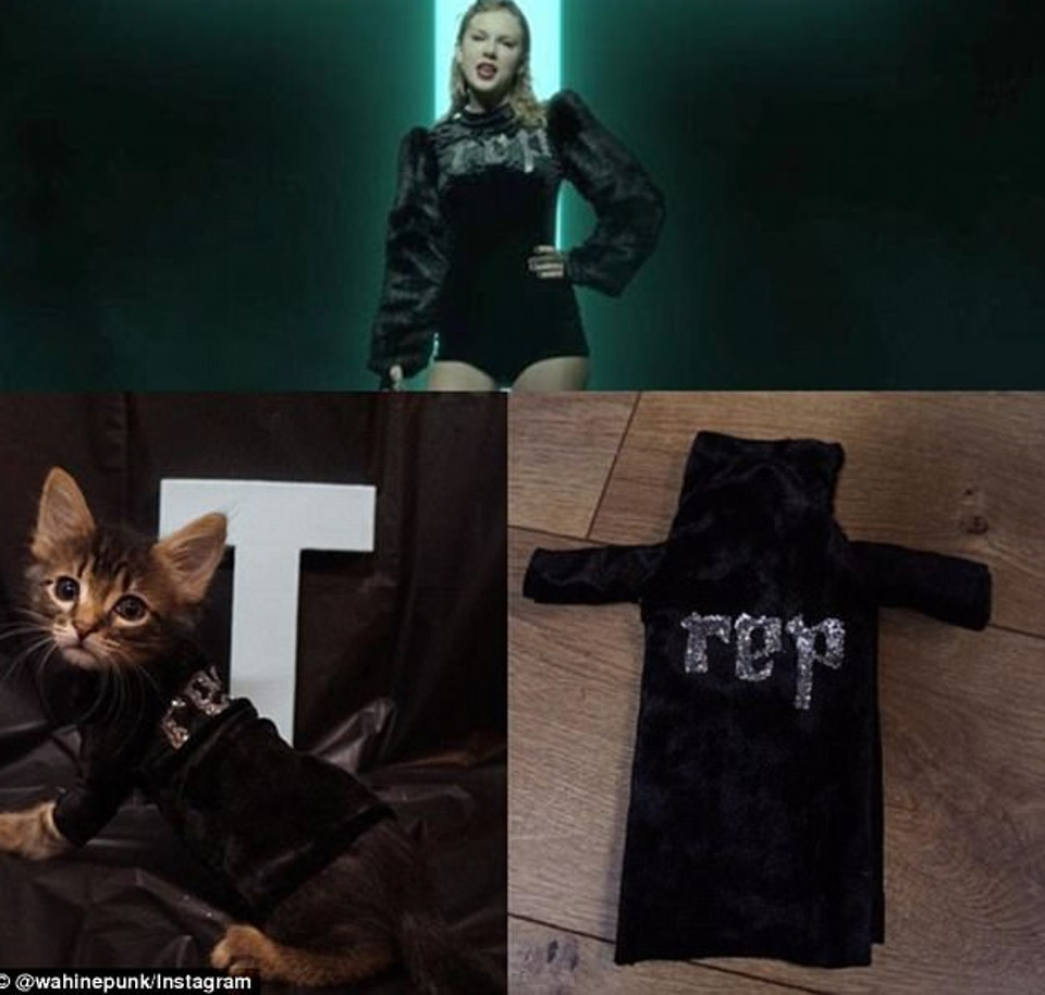 Kittens outfits