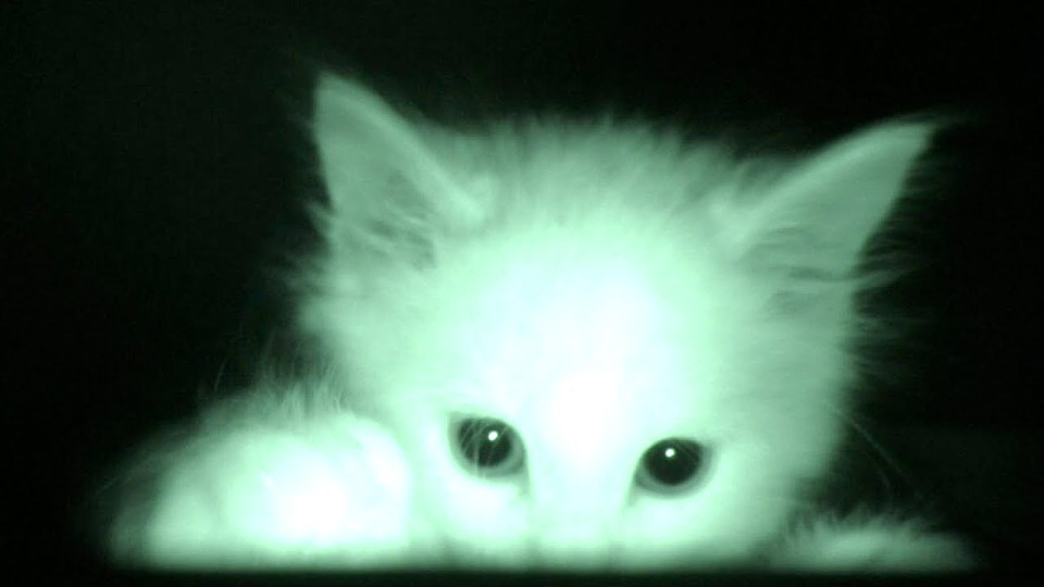 He Was Curious Why His Foster Kittens Slept All Day So He Set Up A Camera And Started Recording!