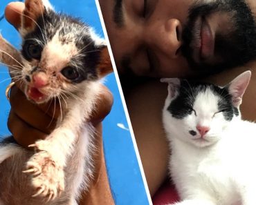 A Terrified Abandoned Kitten Was Rescued. Her Transformation Will Amaze You