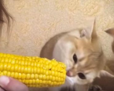 Adorable Kitten Eating Corn With His Human!