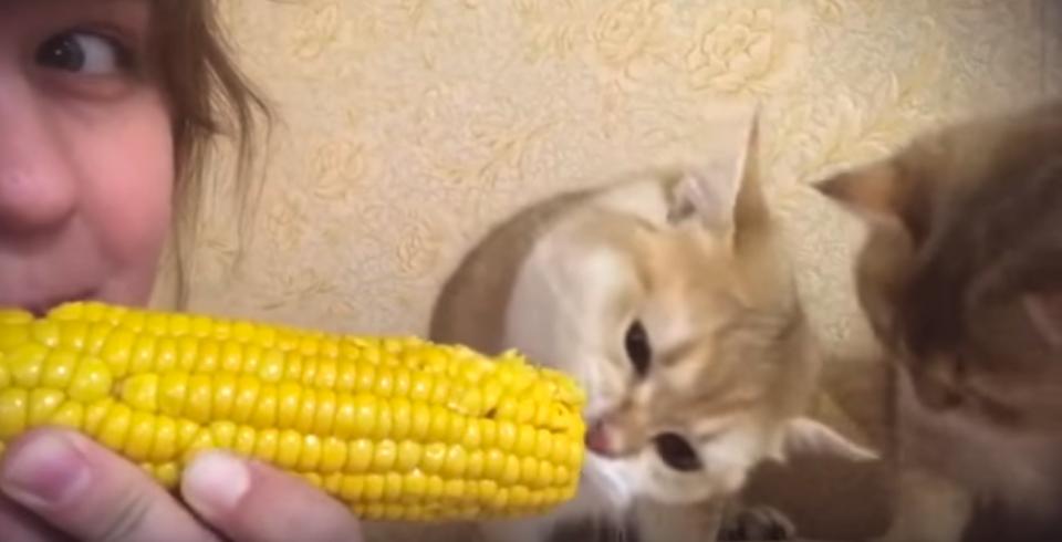 Adorable Kitten Eating Corn With His Human!