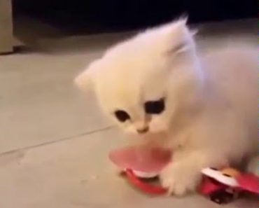 Baby Kitten Is Obsessed With His Stolen Pacifier