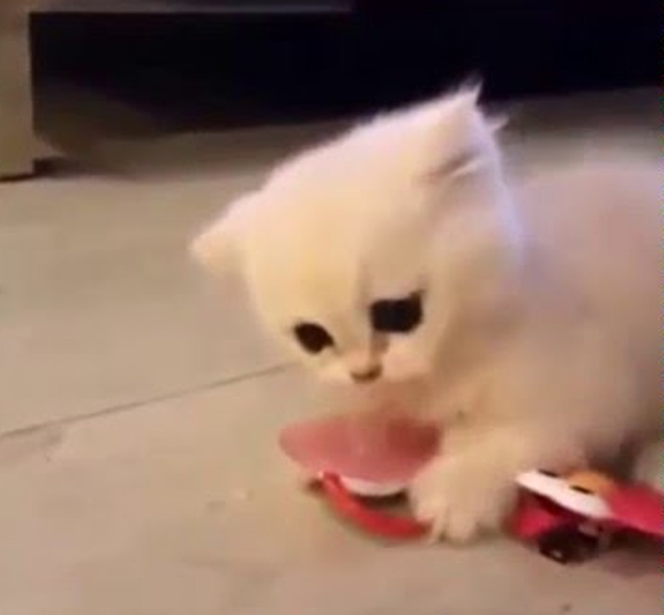 Baby Kitten Is Obsessed With His Stolen Pacifier
