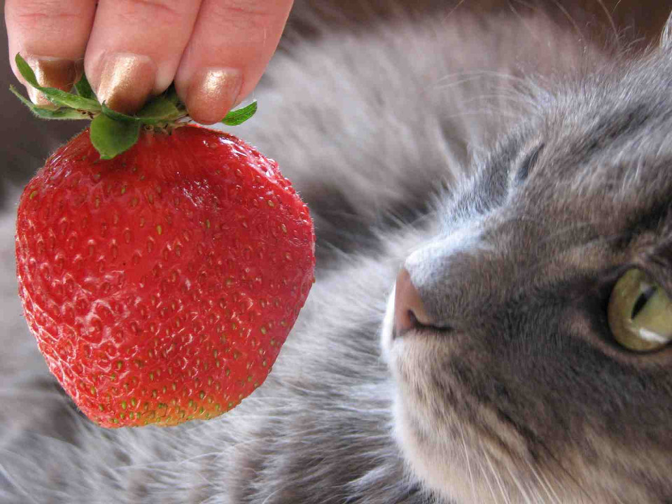 Can Cats Eat Strawberries?