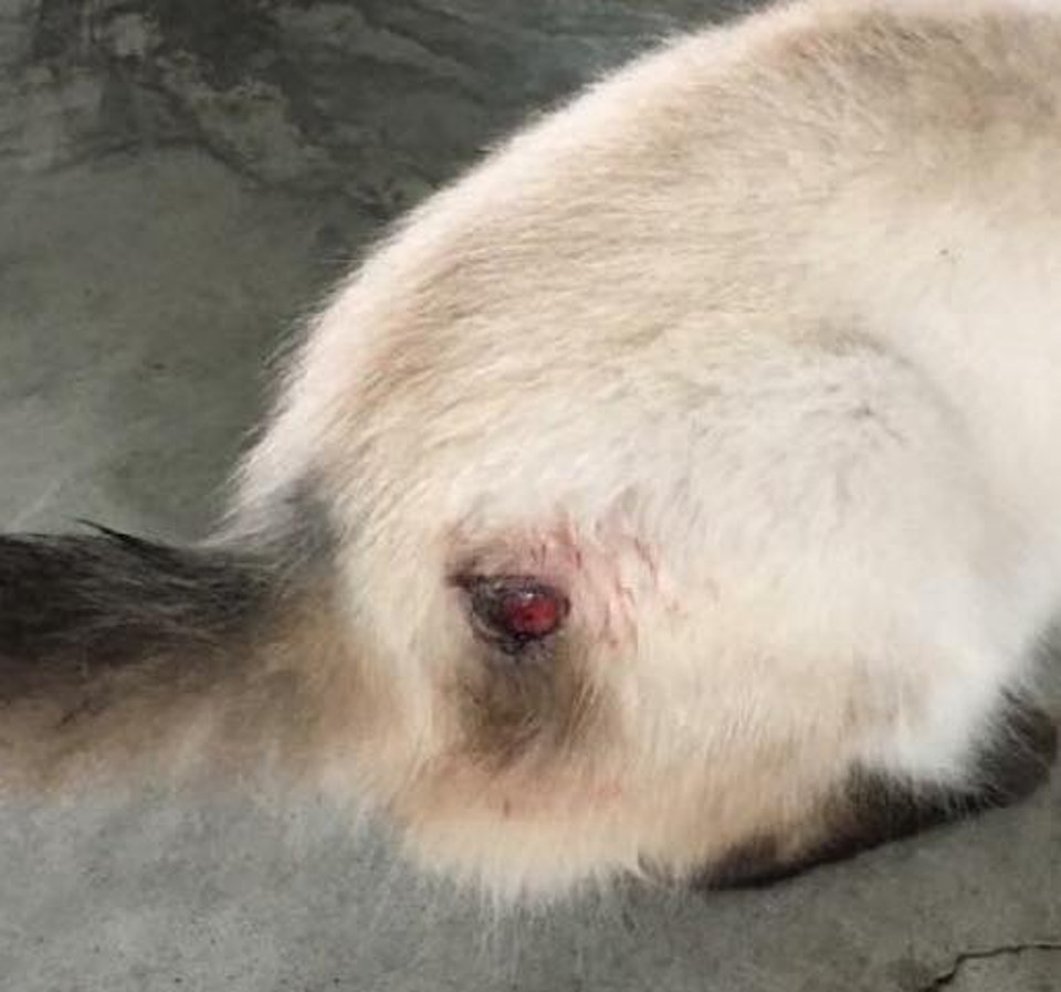 Cat found during hurricane Harvey