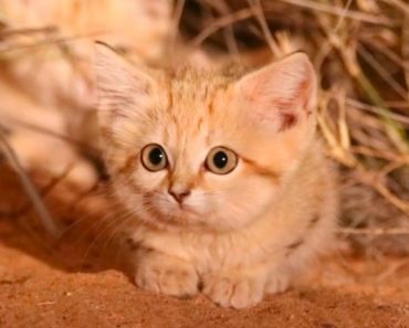 For The First Time Three Wild Sand Cat Kittens Were Spotted Into The Wild