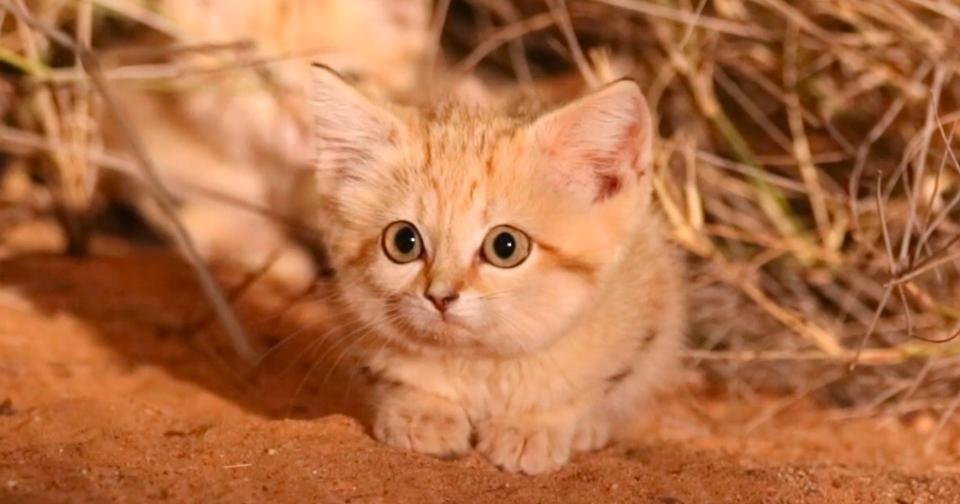 For The First Time Three Wild Sand Cat Kittens Were Spotted Into The Wild