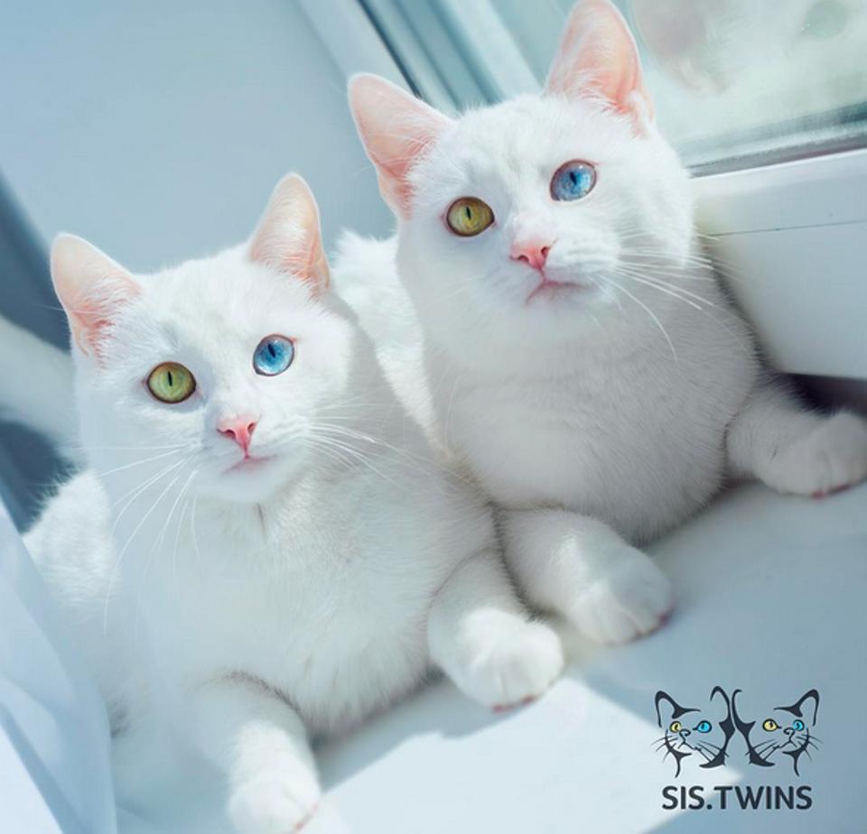 Identical cats