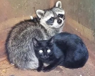 Kitten And Raccoon Found Cuddled Inside Dumpster Keeping Each Other Warm