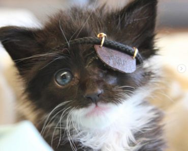 Rescue Kitten Gets Mini Eye Patch