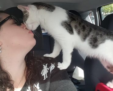 Kitten Who Was Rescued From Death-Row Can’t Stop Thanking His Rescuer