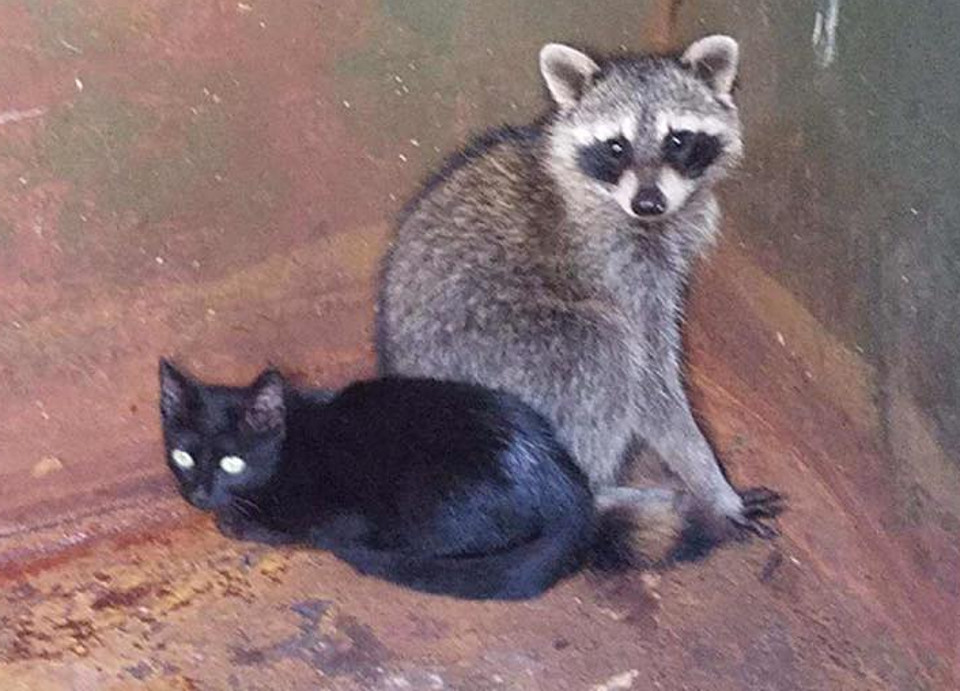 Kitten and baby raccoon