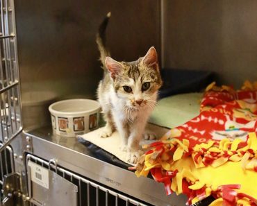 Kitten Found Frozen To A Blanket Is Brought Back To Life