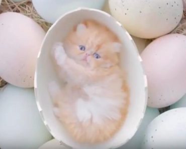 Kittens Come Out Of The Eggs In A Thai Commercial!
