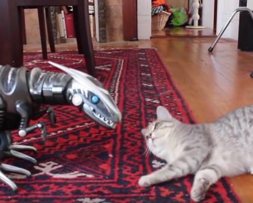 Kitty Meets Her New Toy – A Robot Dinosaur. Her Reaction Is Priceless