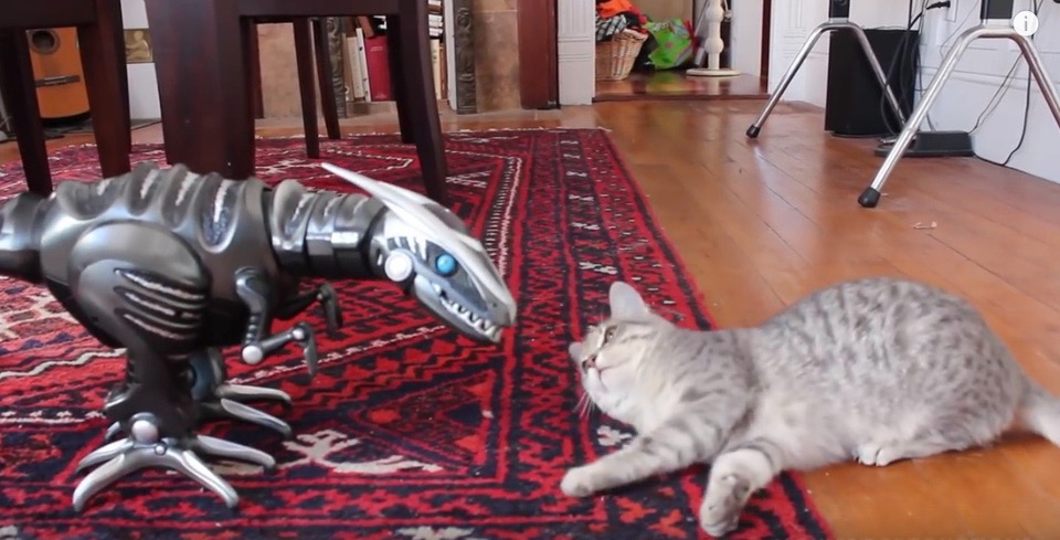 Kitty Meets Her New Toy – A Robot Dinosaur. Her Reaction Is Priceless