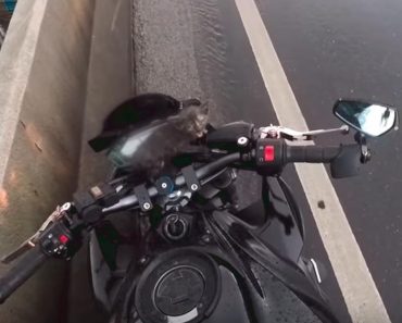 Motorcyclist Stops Traffic To Rescue A Tiny Kitten