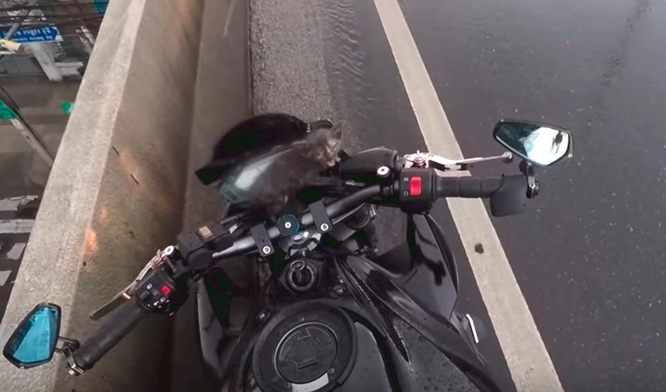 Motorcyclist Stops Traffic To Rescue A Tiny Kitten