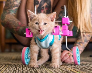 Paralyzed Kitten Refuses To Let Anything Slow Her Down!