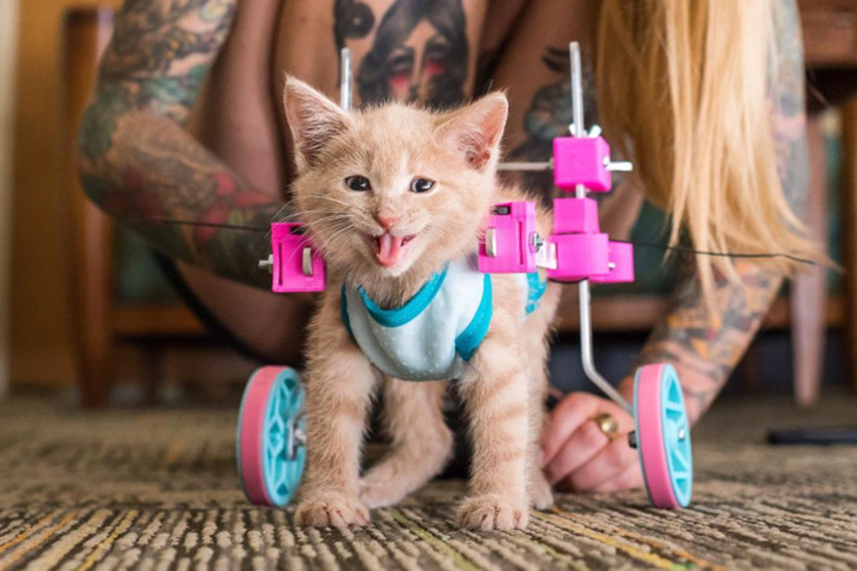 Paralyzed Kitten Refuses To Let Anything Slow Her Down!