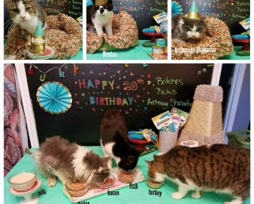 Rescuers Organize A Surprise Party For 3 Very Special 20 Year Old Cats