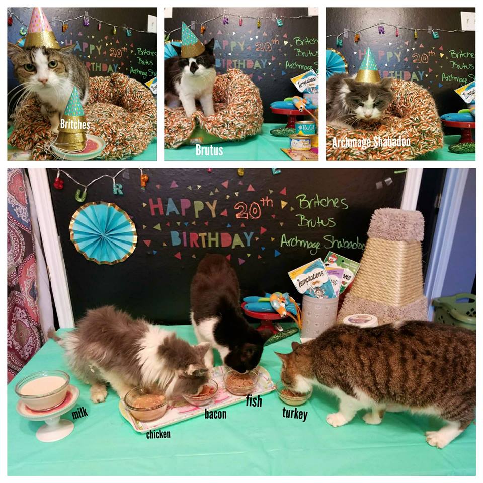 Rescuers Organize A Surprise Party For 3 Very Special 20 Year Old Cats