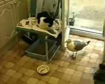 Seagull Steals Food From World’s Laziest Cat!