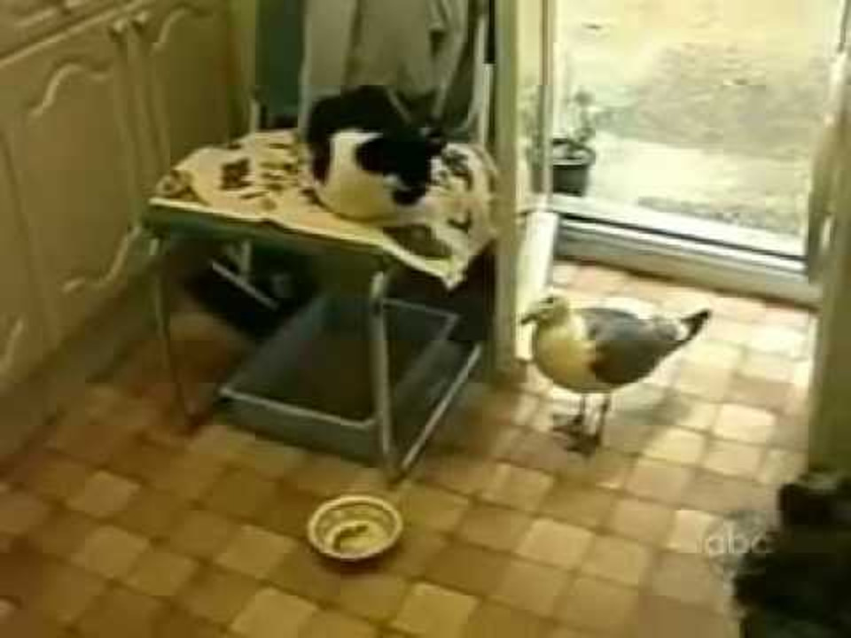 Seagull Steals Food From World’s Laziest Cat!