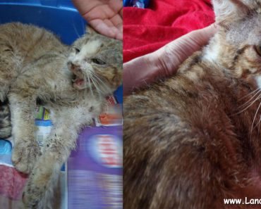 Senior Feral Cat Walks Up To Woman And Asks For Help