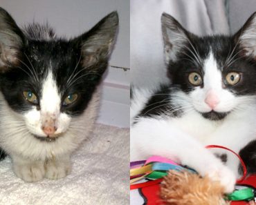 Stray Sick Kitten Gets Help. In Just 7 Days She Is Totally Transformed!