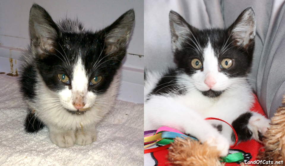 Stray Sick Kitten Gets Help. In Just 7 Days She Is Totally Transformed!