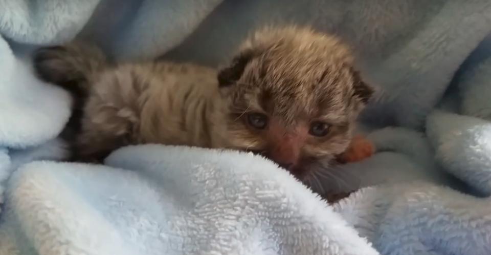 Tiny Rescued Kitten Was Born With An Unusual Fur Color Named Fever Coat