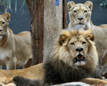 Three Lions Rescued A Girl From Kidnappers!