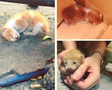 Tiny Kitten Found Curled Up On The Ground, Is Saved