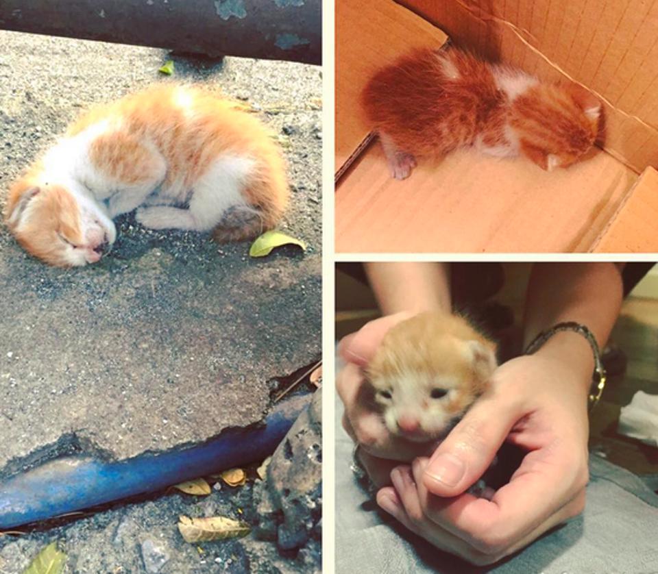 Tiny Kitten Found Curled Up On The Ground, Is Saved