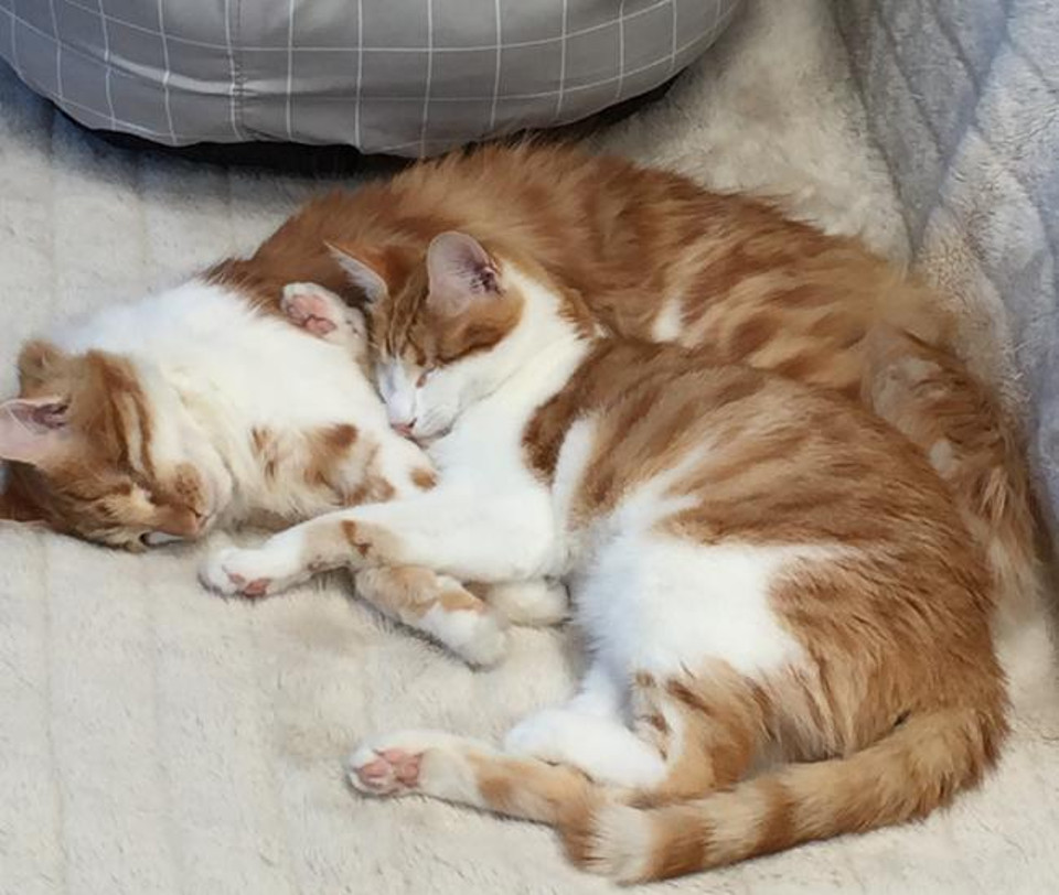 Twin cats bonded