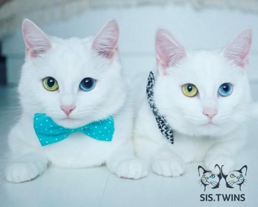Cats Are Born Almost Completely Identical. It’s Pretty Hard To Tell Them Apart