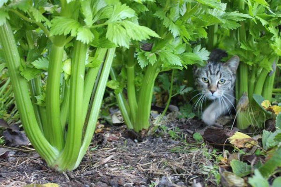 Can Cats Eat Celery?