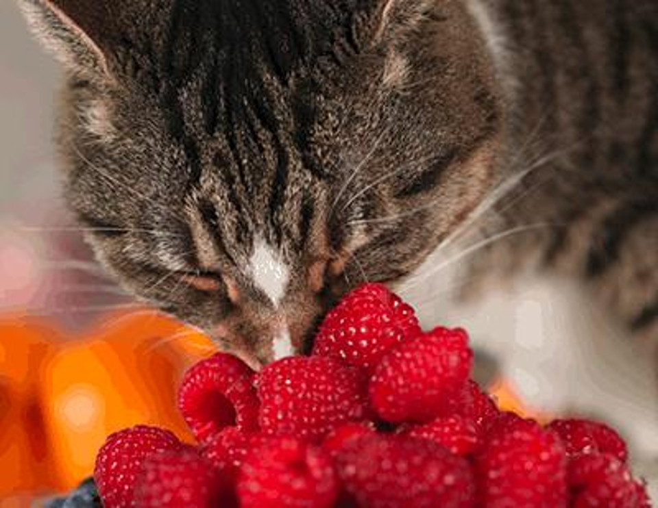 Can Cats Eat Raspberries?