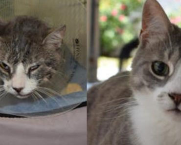 Cat Became Blind From Being Hit By A Car. Today He Is Safe And Loved