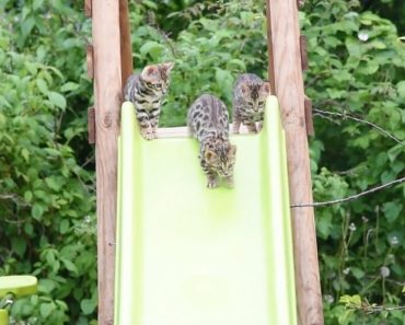 Funny Bengal Cats!