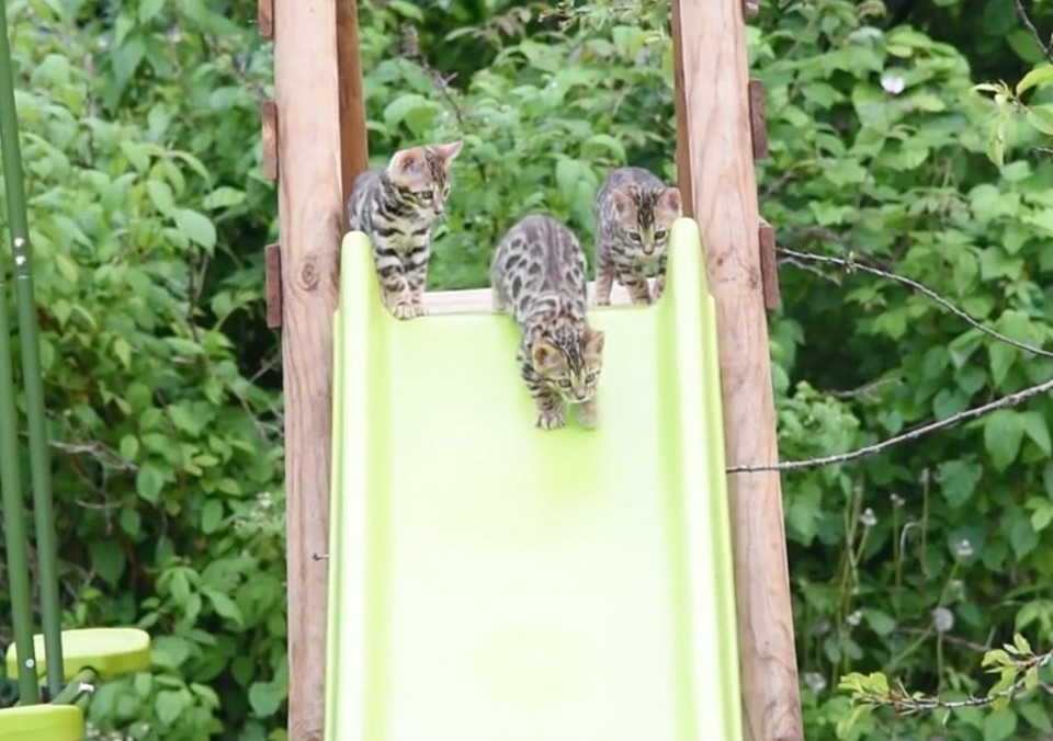 Funny Bengal Cats!