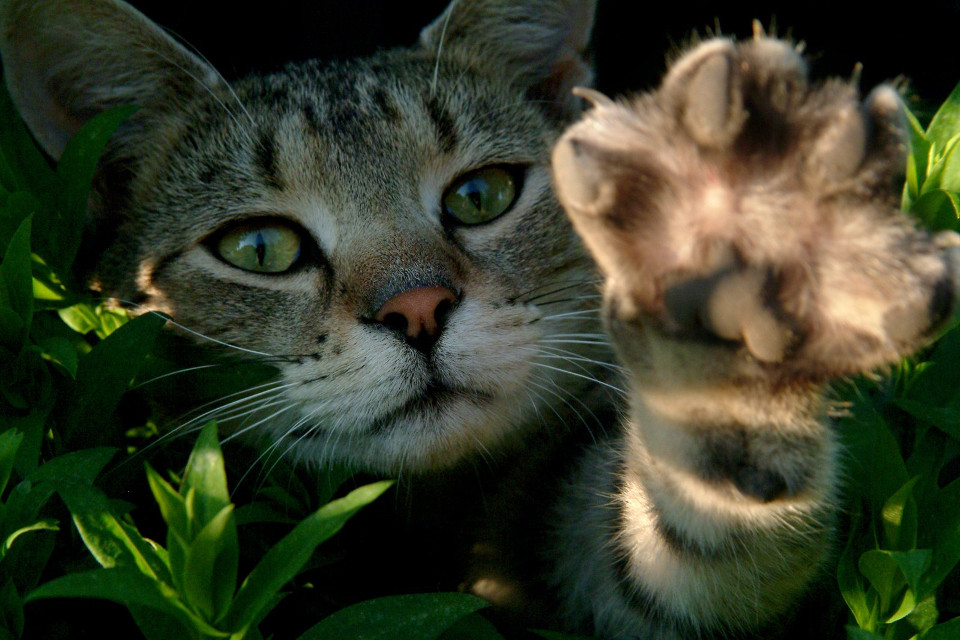 It’s Now Illegal to Declaw Cats in Denver!