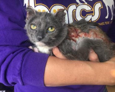 Kitten With Burns On Nearly 80% Of Her Little Body Is Getting The Care She Needs!