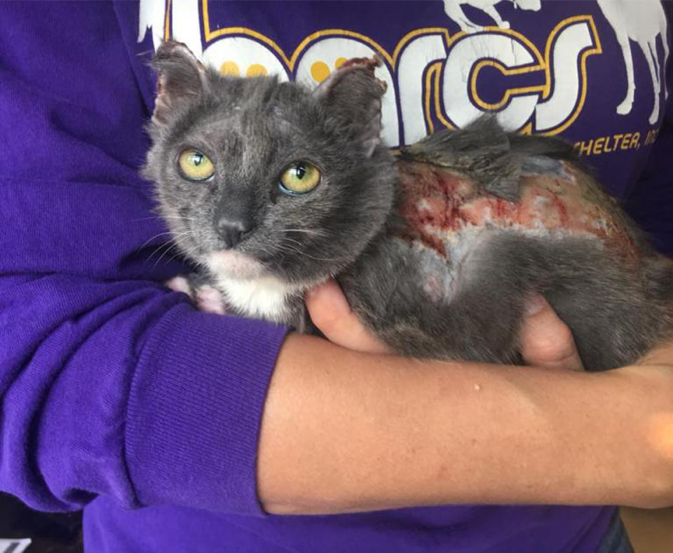 Kitten With Burns On Nearly 80% Of Her Little Body Is Getting The Care She Needs!