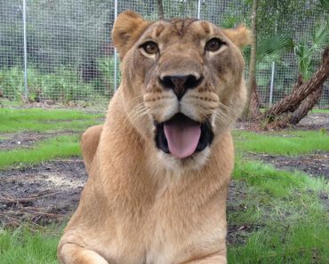 Lioness Found Chained To A Wall Got Rescued. Today She Lives The Happy Life She Deserves!